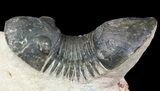 Paralejurus Trilobite Fossil - Foum Zguid, Morocco #53535-2